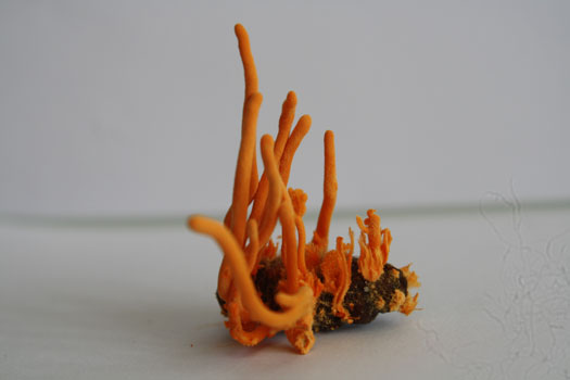 Cordyceps panacea